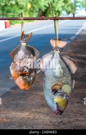 Poissons perroquets vendus sur la route, poissons frais suspendu la tête en bas sur un étal de marché, Moorea, Polynésie Française Banque D'Images