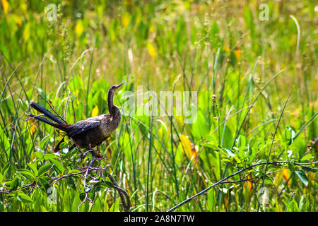 Jeune femelle anhinga (Anhinga anhinga) dans le marais Banque D'Images