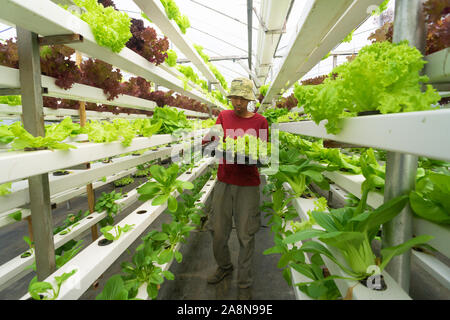 Jeune agriculteur malaisien travaillant dans la culture hydroponique de légumes bio ferme aquaponique moderne .Concept pour jeune homme diplômé travaillant dans la ferme moderne. Banque D'Images