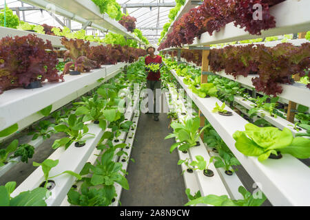 Jeune agriculteur malaisien travaillant dans la culture hydroponique de légumes bio ferme aquaponique moderne .Concept pour jeune homme diplômé travaillant dans la ferme moderne. Banque D'Images