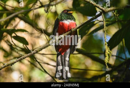 Trogon Trogon personatus (masqué), Bellavista Cloud Forest Reserve, Mindo, Equateur Banque D'Images