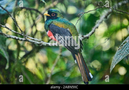 Trogon Trogon personatus (masqué), Bellavista Cloud Forest Reserve, Mindo, Equateur Banque D'Images