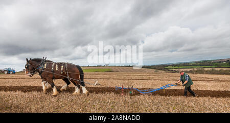 Minane Bridge, Cork, Irlande. 10 novembre, 2019. Colman Cogan de conduire ses chevaux de Sligo, Ned et Ted à l'association de labour Ballyfeard match annuel qui a eu lieu sur les terres de Paddy et Elizabeth Harrington, Ballingarry, Minane Bridge, le liège. - Crédit ; David Creedon / Alamy Live News Banque D'Images