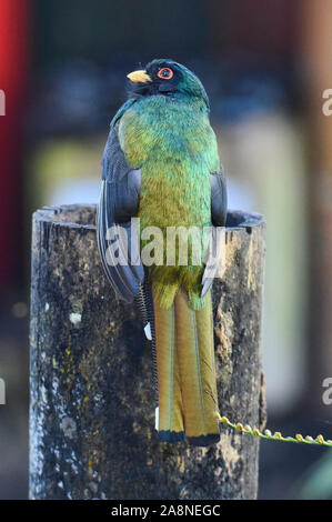 Trogon Trogon personatus (masqué), Bellavista Cloud Forest Reserve, Mindo, Equateur Banque D'Images