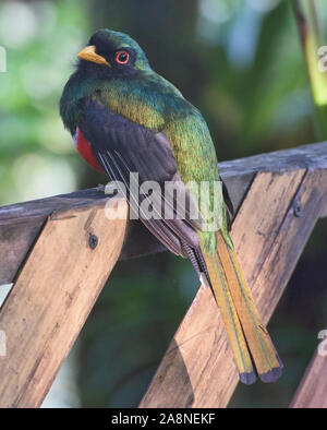 Trogon Trogon personatus (masqué), Bellavista Cloud Forest Reserve, Mindo, Equateur Banque D'Images