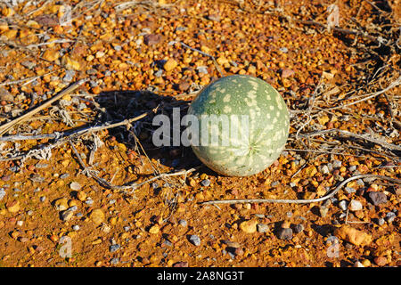 Avis de melon riz sauvage (Citrullus lanatus), une espèce envahissante liée à la pastèque sauvage de plus en plus le long des routes dans l'ouest de l'Australie Banque D'Images