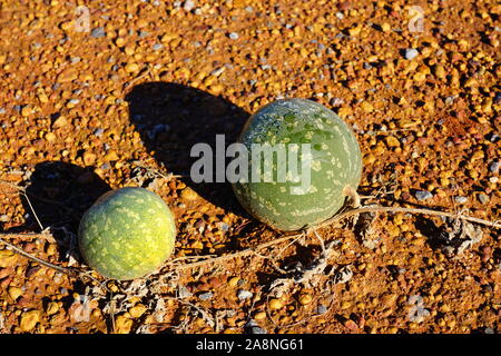 Avis de melon riz sauvage (Citrullus lanatus), une espèce envahissante liée à la pastèque sauvage de plus en plus le long des routes dans l'ouest de l'Australie Banque D'Images