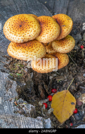 Pholiata les champignons qui grandit en souche d'arbre, Automne, Minnesota, USA, par Dominique Braud/Dembinsky Assoc Photo Banque D'Images