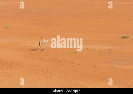 En regardant un Dromadaire (Camelus dromedarius) marche à travers le désert de sable aux Emirats Arabes Unis. Banque D'Images