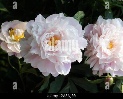 Paeonia matin baiser. Fleur de pivoine rose double. Paeonia lactiflora pivoine chinoise (ou même jardin pivoine). Banque D'Images