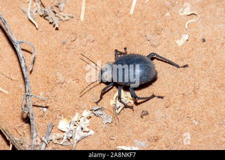 Urchin Beetle (Priionotheca cornata) marche à travers le désert de sable dans la nuit dans les Émirats arabes unis (EAU). Banque D'Images
