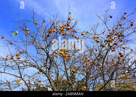 Kaki kaki Orange fruits poussant sur un arbre à l'automne Banque D'Images