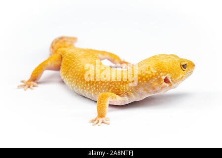 Le gecko léopard, eublepharis macularis, Close up photo sur un arrière-plan uni, blanc Banque D'Images