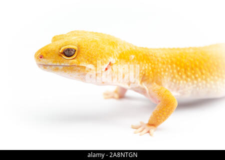 Le gecko léopard, eublepharis macularis, Close up photo sur un arrière-plan uni, blanc Banque D'Images