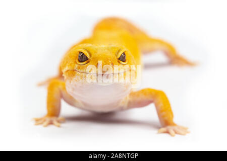 Le gecko léopard, eublepharis macularis, Close up photo sur un arrière-plan uni, blanc Banque D'Images