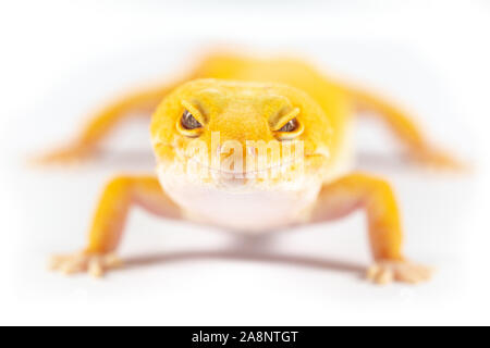 Le gecko léopard, eublepharis macularis, Close up photo sur un arrière-plan uni, blanc Banque D'Images