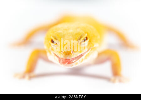 Le gecko léopard, eublepharis macularis, Close up photo sur un arrière-plan uni, blanc Banque D'Images