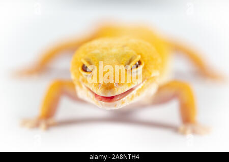 Le gecko léopard, eublepharis macularis, Close up photo sur un arrière-plan uni, blanc Banque D'Images