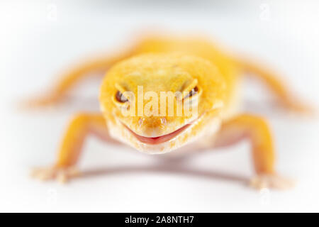 Le gecko léopard, eublepharis macularis, Close up photo sur un arrière-plan uni, blanc Banque D'Images