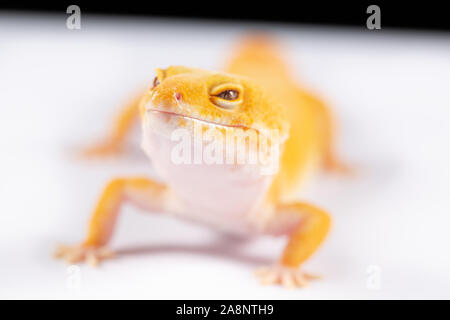 Le gecko léopard, eublepharis macularis, Close up photo sur un arrière-plan uni, blanc Banque D'Images