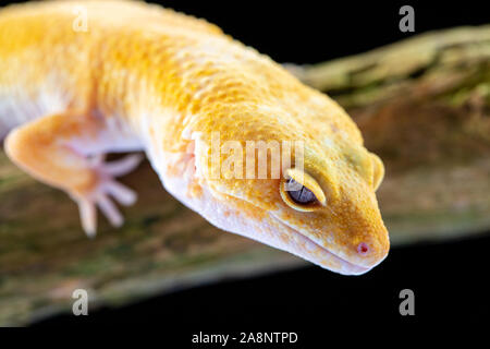 Le gecko léopard, eublepharis macularis, Close up photo sur un fond de bois rond Banque D'Images