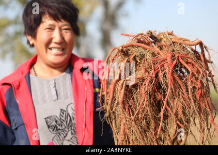 Tangshan, Province de Hebei en Chine. 10 Nov, 2019. Un agriculteur montre Danshen récoltés (Salvia miltiorrhiza), une herbe chinoise, dans Rengezhuang Village de Fengrun District de Tangshan, Province de Hebei en Chine du nord, le 10 novembre 2019. Credit : Mu Yu/Xinhua/Alamy Live News Banque D'Images