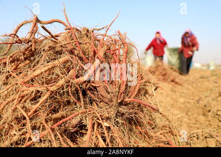 Tangshan, Province de Hebei en Chine. 10 Nov, 2019. Les agriculteurs récoltent danshen (Salvia miltiorrhiza), une herbe chinoise, dans Rengezhuang Village de Fengrun District de Tangshan, Province de Hebei en Chine du nord, le 10 novembre 2019. Credit : Mu Yu/Xinhua/Alamy Live News Banque D'Images