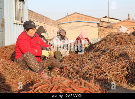 Tangshan, Province de Hebei en Chine. 10 Nov, 2019. Organiser les agriculteurs Danshen récoltés (Salvia miltiorrhiza), une herbe chinoise, dans Rengezhuang Village de Fengrun District de Tangshan, Province de Hebei en Chine du nord, le 10 novembre 2019. Credit : Mu Yu/Xinhua/Alamy Live News Banque D'Images