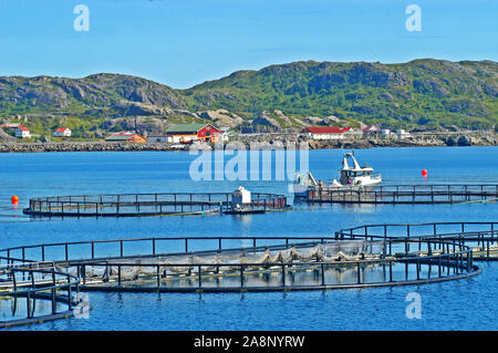 L'industrie du saumon d'élevage du saumon, cage, l'île de Lofoten, Norvège Banque D'Images