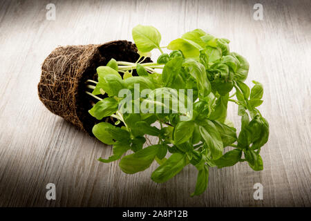 Plante de basilic frais sur fond de bois Banque D'Images