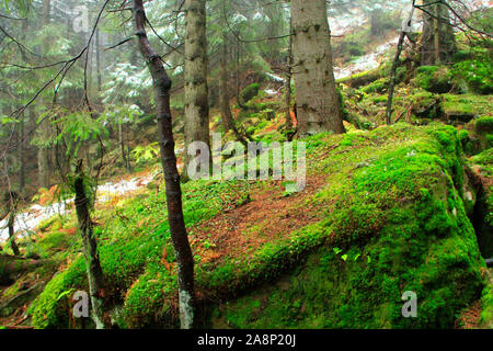 Big Stone stone envahi de mousse verte en forêt dense. Bois de conifères. La forêt de montagne dans le brouillard dense. Forêt de conifères avec de grands sapins et la mousse Banque D'Images