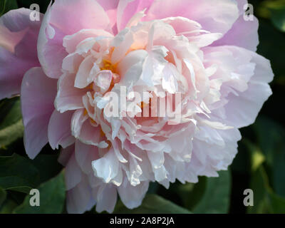 Paeonia matin baiser. Fleur de pivoine rose double. Paeonia lactiflora pivoine chinoise (ou même jardin pivoine). Banque D'Images