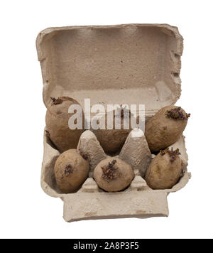 Chitting pommes de terre dans le bac d'oeufs isolé sur fond blanc. Banque D'Images