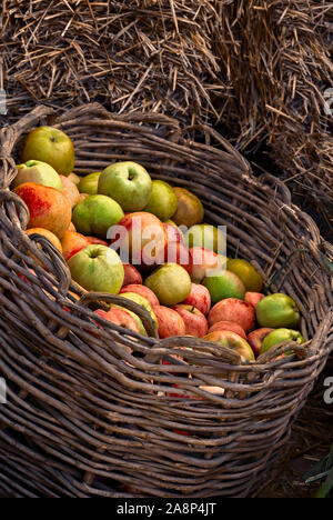 Pommes dans un panier ; Banque D'Images