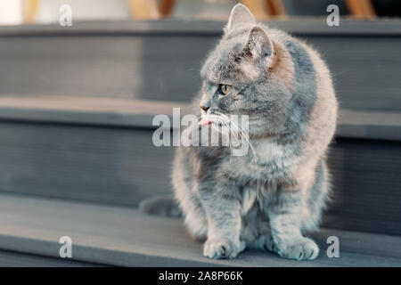 Un chat gris s'assoit sur les marches à l'entrée de la ferme, tire sa langue et regarde ailleurs. Close-up, selective focus, de l'espace libre sur la gauche Banque D'Images