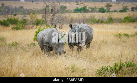 Les rhinocéros blancs sauvages dans le parc national Kruger à Mpumalanga en Afrique du Sud Banque D'Images