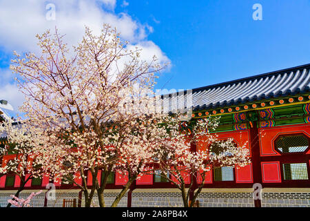 Vue sur les magnifiques cerisiers en fleurs au Palais Gyeongbok au printemps à Séoul. Banque D'Images