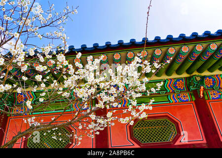 Vue sur les magnifiques cerisiers en fleurs au Palais Gyeongbok au printemps à Séoul. Banque D'Images