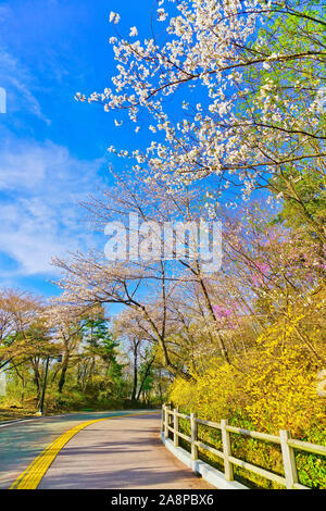 Vue sur les belles fleurs et les cerisiers en fleurs au parc Namsan au printemps à Séoul, en Corée du Sud. Banque D'Images