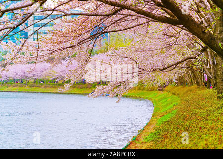 Vue sur les cerisiers en fleurs au printemps au parc Songpa Naru à Séoul, en Corée du Sud. Banque D'Images