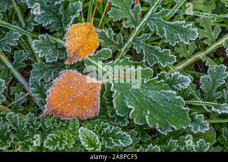 Tombée de bouleau verruqueux (Betula pendula) laisse sur le sol de la forêt entre les feuilles vertes couvertes de givre givre / en automne / fall Banque D'Images