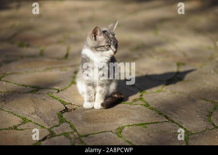 Beau chaton est situé sur une ancienne route en journée ensoleillée. Banque D'Images