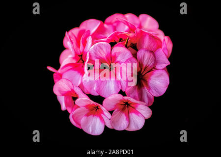 Gros plan d'une belle rose isolé géranium (Pelargonium odoratissimum) Boule de fleurs avec un fond noir Banque D'Images