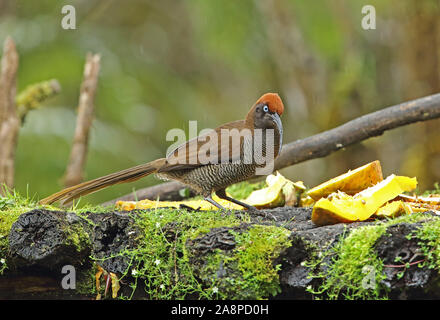 Calao brun (Epimachus meyeri bloodi) Alimentation des oiseaux juvéniles sur table dans la pluie Kumul Lodge, Mount Hagen, la Papouasie-Nouvelle-Guinée Juillet Banque D'Images
