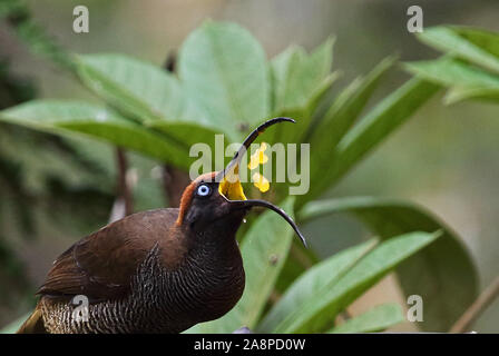 Calao brun (Epimachus meyeri bloodi) close up de jeunes oiseaux se nourrissant de table dans la pluie Kumul Lodge, Mount Hagen, Papouasie Nouvelle Guinée Banque D'Images