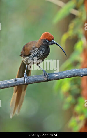 Calao brun (Epimachus meyeri bloodi) perchés sur des mineurs, la direction générale de Kumul Lodge Mount Hagen, la Papouasie-Nouvelle-Guinée Juillet Banque D'Images