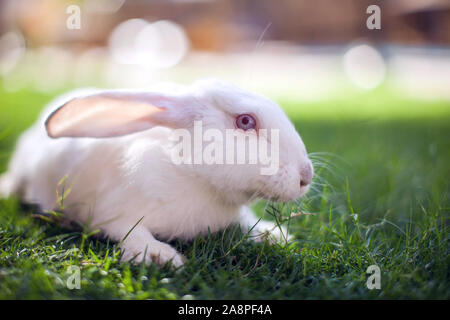 Lapin blanc décoratif est assis sur l'herbe verte de jardin Banque D'Images