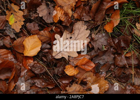 Brown feuilles d'automne se coucher sur le sol Banque D'Images