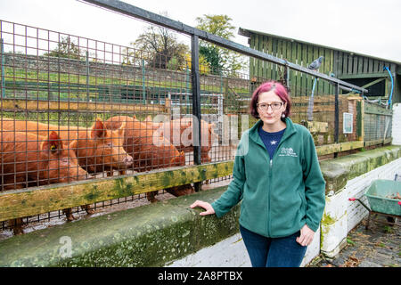 Fermeture de la ferme de Gorgie City Farm, qui est passée en administration. Photo collecteur de fonds Gail Vancker Banque D'Images