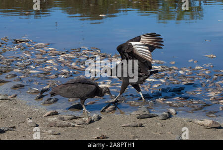 Urubu noir (Coragyps atratus) se disputant au poisson après 'poissons', 'Deep' Trou, Myakka River State Park, Florida, USA. Banque D'Images